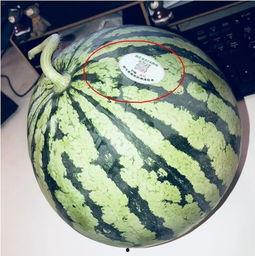 乌克兰网红吃瓜,揭秘幕后真相！