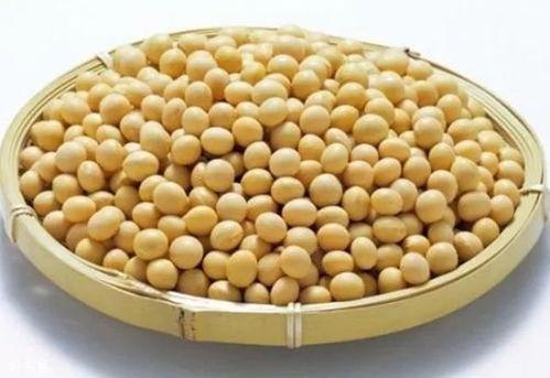 网红小黄豆吃瓜,吃瓜界的风云人物