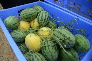 宁乡网红吃瓜群微信,揭秘网络红人背后的故事与争议