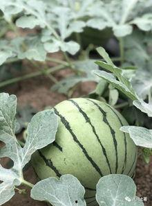 成县的吃瓜网红有哪些人,揭秘吃瓜界的新星风采