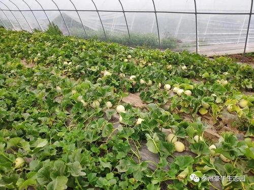 苏州吃瓜大赛官网入口,一网打尽夏日狂欢美食盛宴”